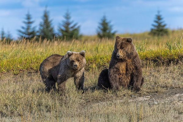 Jones, Adam 아티스트의 Grizzly bear cub and adult female-Lake Clark National Park and Preserve-Alaska-Silver Salmon Creek작품입니다.